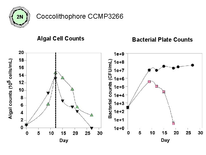 2 N Coccolithophore CCMP 3266 Algal Cell Counts Bacterial Plate Counts 