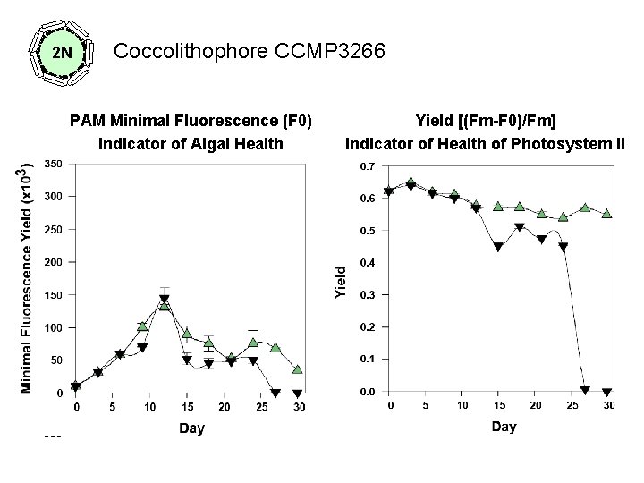 2 N Coccolithophore CCMP 3266 PAM Minimal Fluorescence (F 0) Indicator of Algal Health