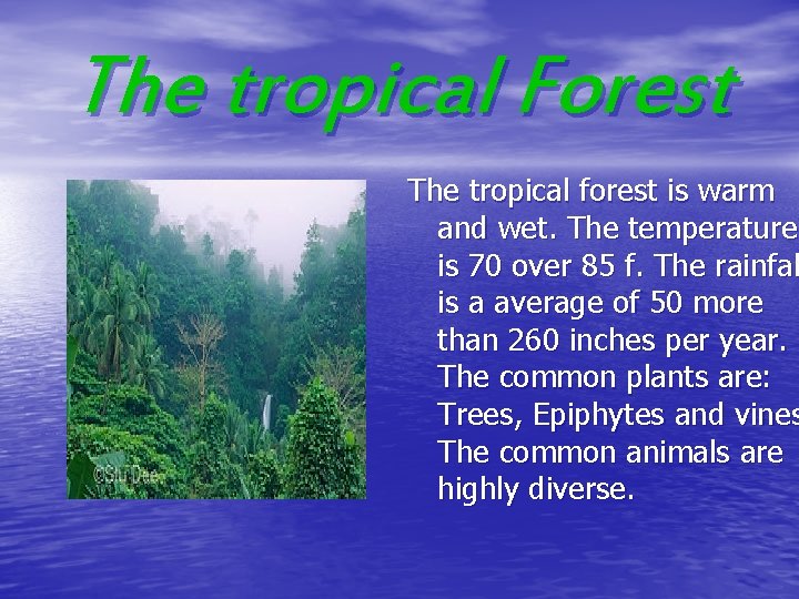 The tropical Forest The tropical forest is warm and wet. The temperature is 70