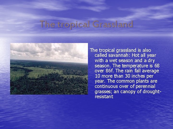 The tropical Grassland The tropical grassland is also called savannah: Hot all year with