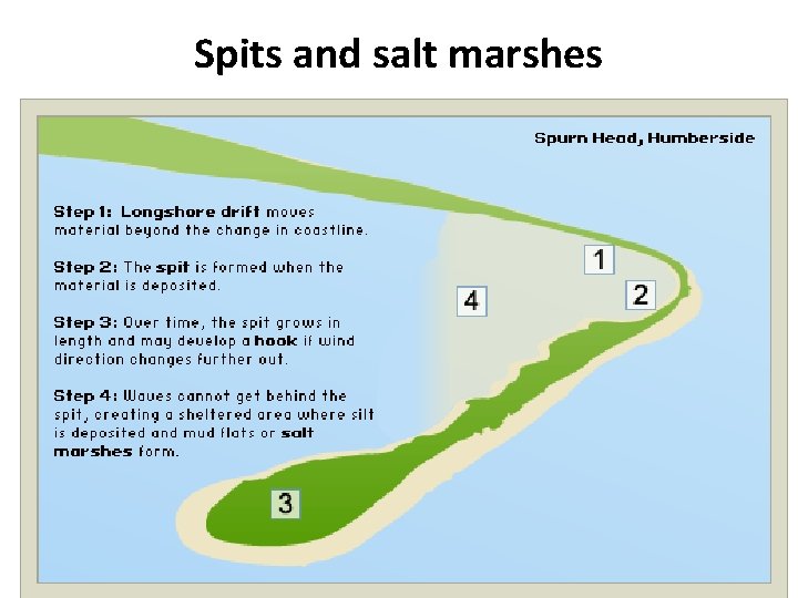 Spits and salt marshes 