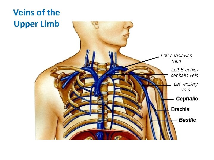 Veins of the Upper Limb Left subclavian vein Left Brachiocephalic vein Left axillary vein