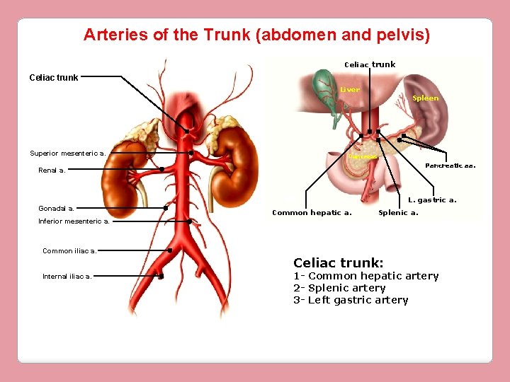 Arteries of the Trunk (abdomen and pelvis) Celiac trunk Liver Superior mesenteric a. Spleen Arteries of the Trunk (abdomen and pelvis) Celiac trunk Liver Superior mesenteric a. Spleen