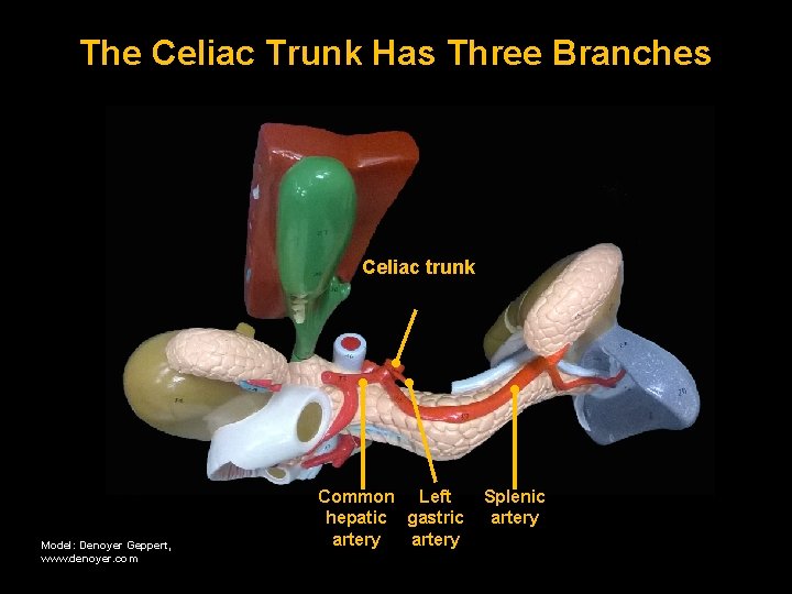 The Celiac Trunk Has Three Branches Celiac trunk Model: Denoyer Geppert, www. denoyer. com