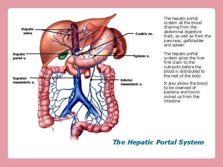 Hepatic veins Hepatic portal v. Superior mesenteric v. Gastric vv. Splenic v. Inferior mesenteric