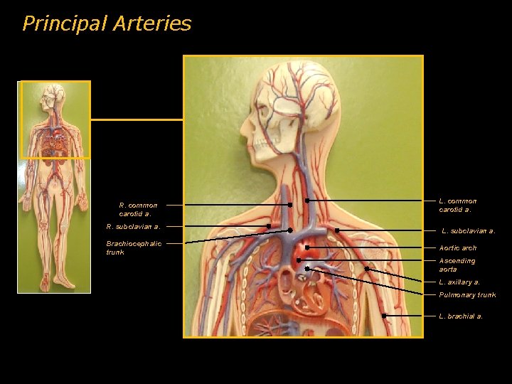 Principal Arteries R. common carotid a. R. subclavian a. Brachiocephalic trunk L. common carotid