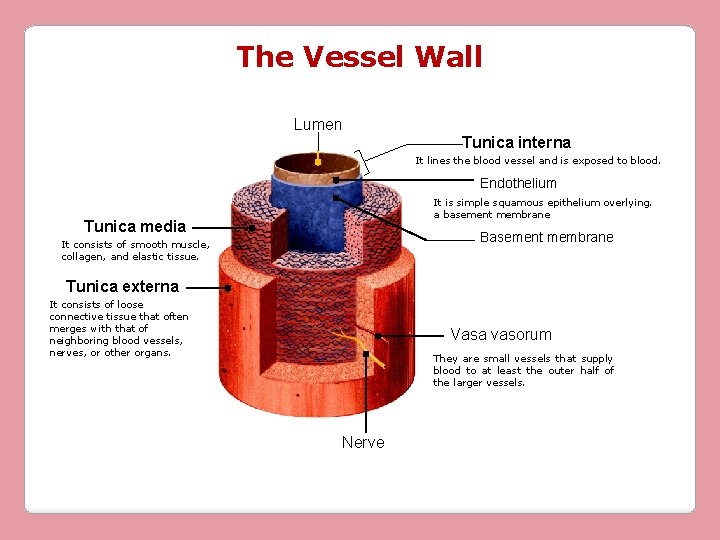 The Vessel Wall Lumen Tunica interna It lines the blood vessel and is exposed The Vessel Wall Lumen Tunica interna It lines the blood vessel and is exposed