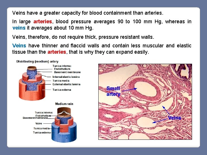 Veins have a greater capacity for blood containment than arteries. In large arteries, blood Veins have a greater capacity for blood containment than arteries. In large arteries, blood