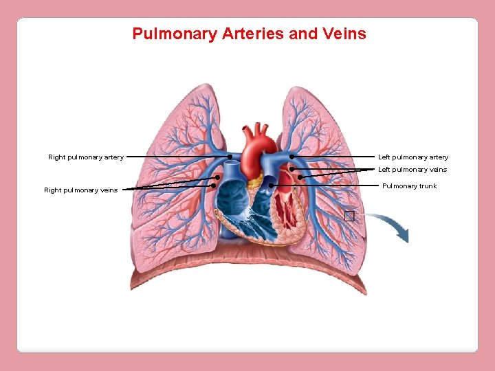 Pulmonary Arteries and Veins Right pulmonary artery Left pulmonary veins Right pulmonary veins Pulmonary Pulmonary Arteries and Veins Right pulmonary artery Left pulmonary veins Right pulmonary veins Pulmonary