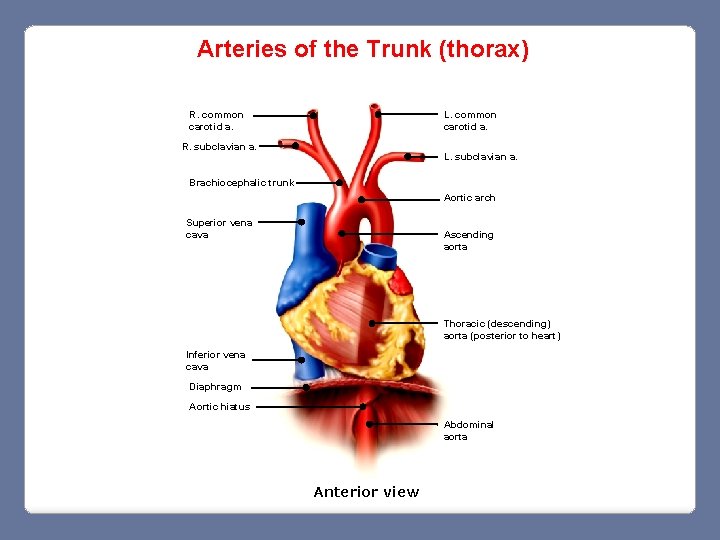 Arteries of the Trunk (thorax) L. common carotid a. R. common carotid a. R.