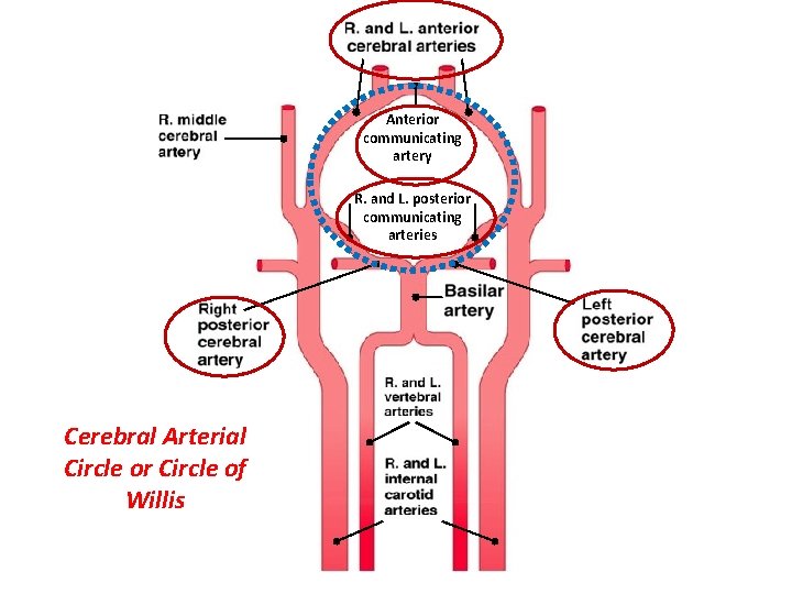 Anterior communicating artery R. and L. posterior communicating arteries Cerebral Arterial Circle or Circle