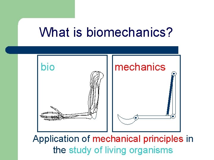 What is biomechanics? bio mechanics Application of mechanical principles in the study of living