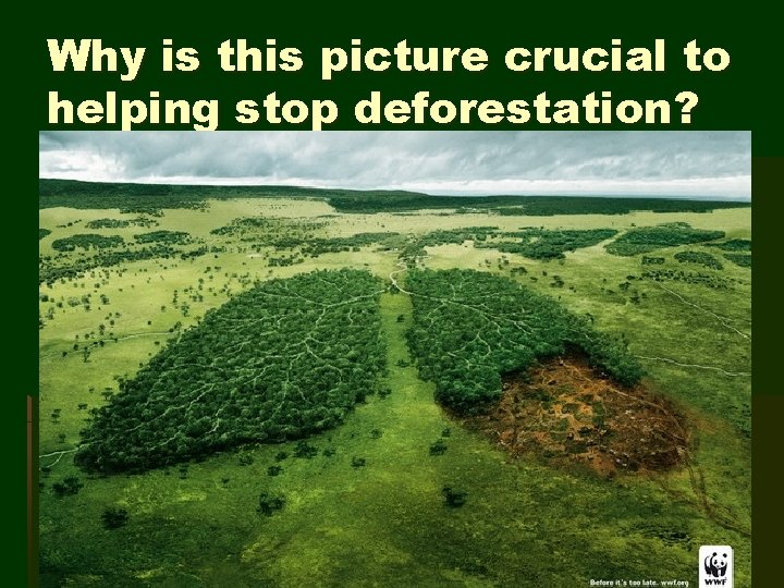 Why is this picture crucial to helping stop deforestation? 