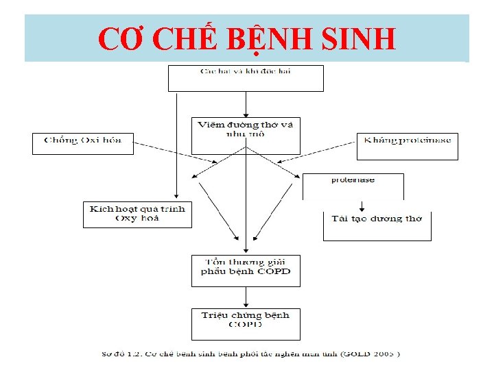 CƠ CHẾ BỆNH SINH 