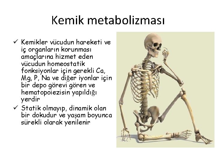 Kemik metabolizması ü Kemikler vücudun hareketi ve iç organların korunması amaçlarına hizmet eden vücudun