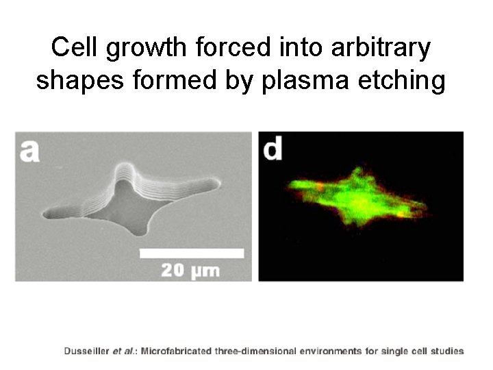 Cell growth forced into arbitrary shapes formed by plasma etching 
