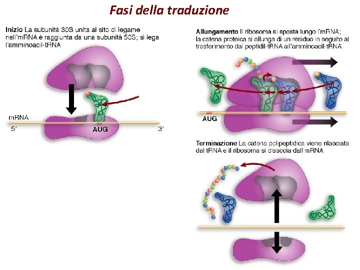 Fasi della traduzione 