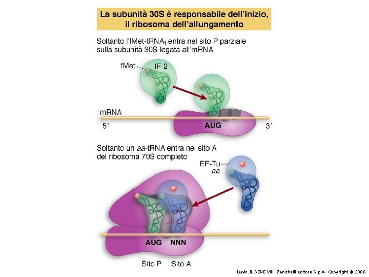 Lewin, IL GENE VIII, Zanichelli editore S. p. A. Copyright © 2006 