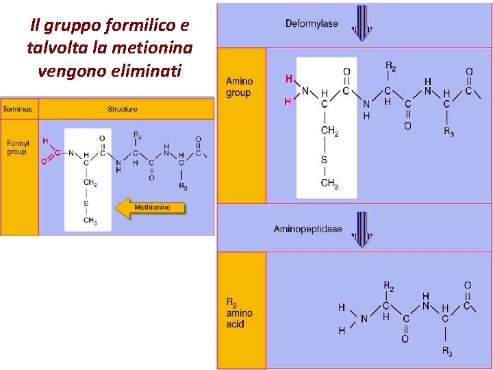 Il gruppo formilico e talvolta la metionina vengono eliminati 