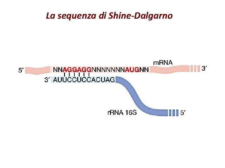 La sequenza di Shine-Dalgarno 