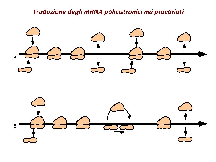 Traduzione degli m. RNA policistronici nei procarioti 5' 5' 