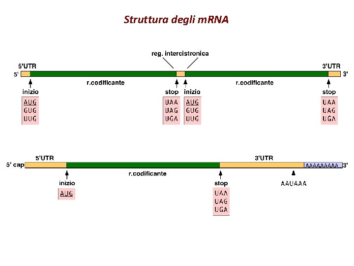 Struttura degli m. RNA 