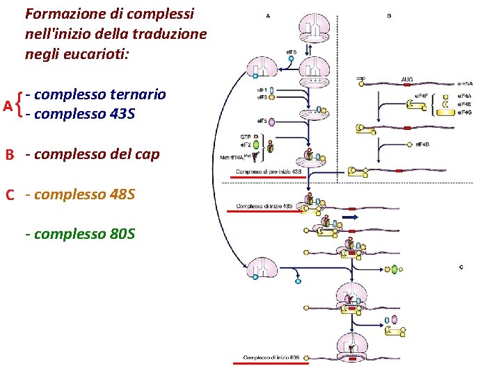 Formazione di complessi nell'inizio della traduzione negli eucarioti: - complesso ternario A - complesso