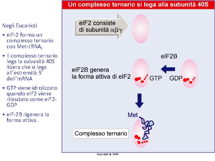 Negli Eucarioti • e. IF-2 forma un complesso ternario con Met-t. RNAf • Il