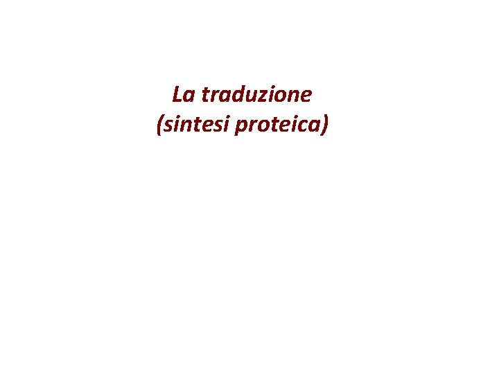 La traduzione (sintesi proteica) 