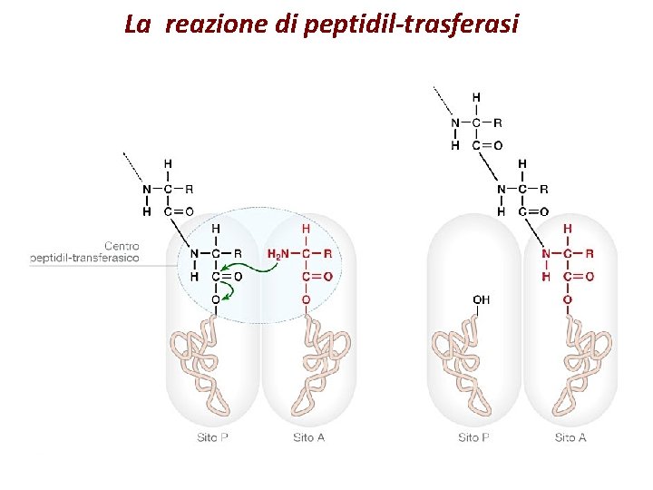 La reazione di peptidil-trasferasi 