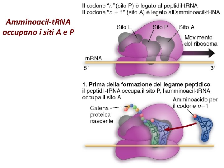 Amminoacil-t. RNA occupano i siti A e P 
