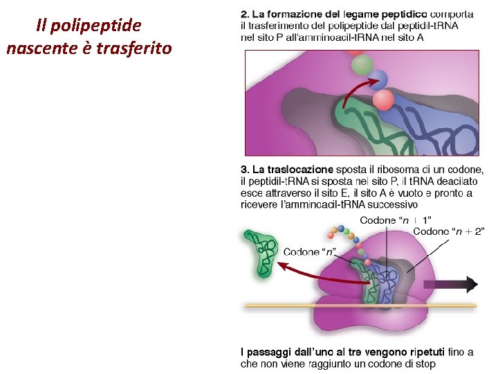 Il polipeptide nascente è trasferito 
