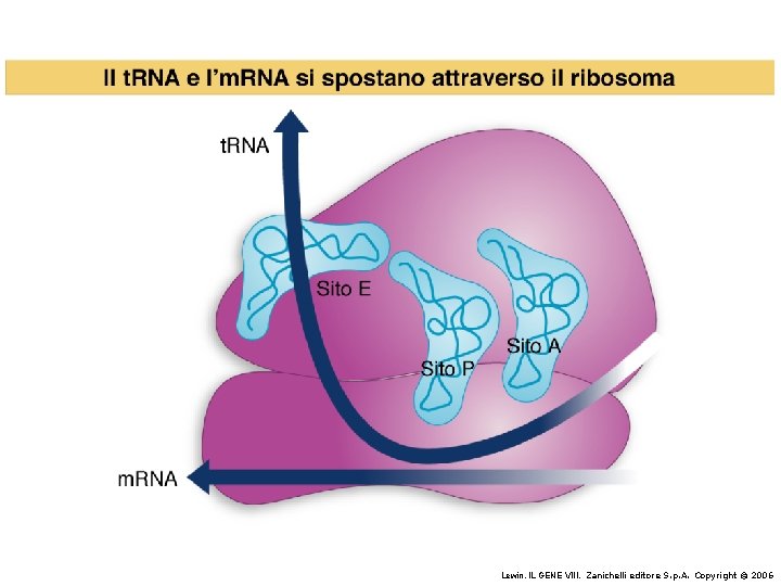 Lewin, IL GENE VIII, Zanichelli editore S. p. A. Copyright © 2006 