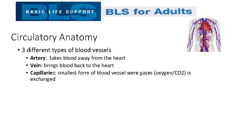 Circulatory Anatomy • 3 different types of blood vessels • Artery: takes blood away