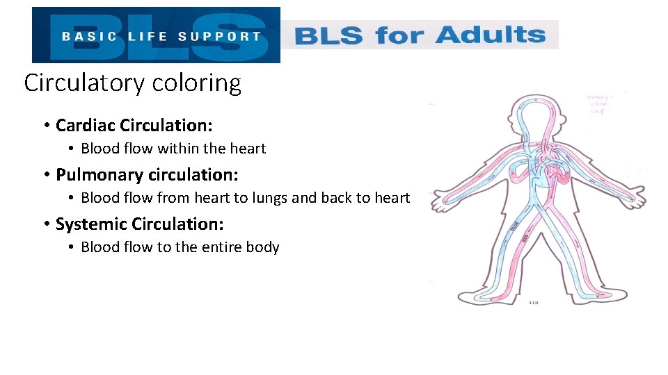 Circulatory coloring • Cardiac Circulation: • Blood flow within the heart • Pulmonary circulation: