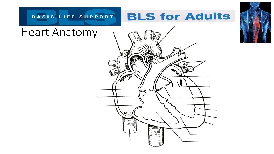 Heart Anatomy 