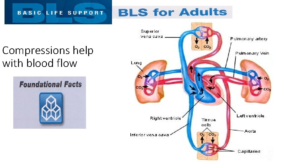 Compressions help with blood flow 