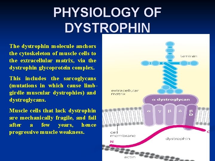 PHYSIOLOGY OF DYSTROPHIN The dystrophin molecule anchors the cytoskeleton of muscle cells to the