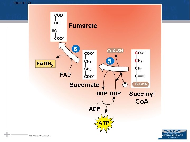 Figure 9. 12 c Fumarate 6 Co. A-SH 5 FADH 2 FAD Succinate GTP Figure 9. 12 c Fumarate 6 Co. A-SH 5 FADH 2 FAD Succinate GTP
