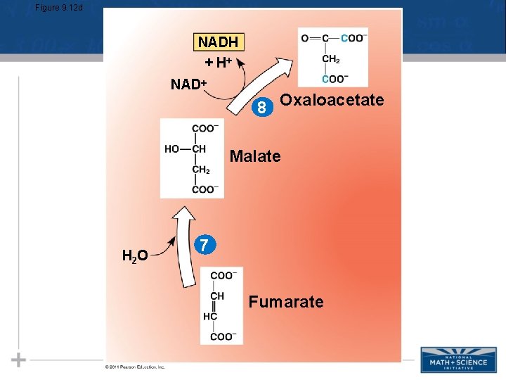 Figure 9. 12 d NADH + H NAD 8 Oxaloacetate Malate H 2 O Figure 9. 12 d NADH + H NAD 8 Oxaloacetate Malate H 2 O