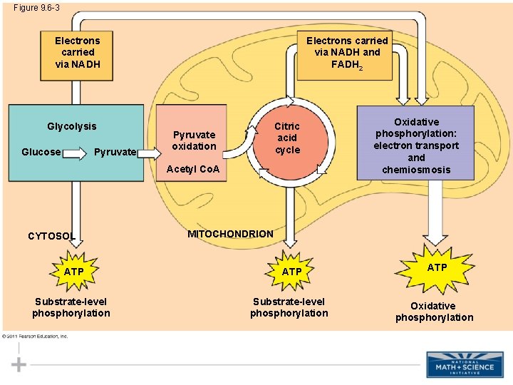 Figure 9. 6 -3 Electrons carried via NADH Glycolysis Glucose Pyruvate Electrons carried via Figure 9. 6 -3 Electrons carried via NADH Glycolysis Glucose Pyruvate Electrons carried via