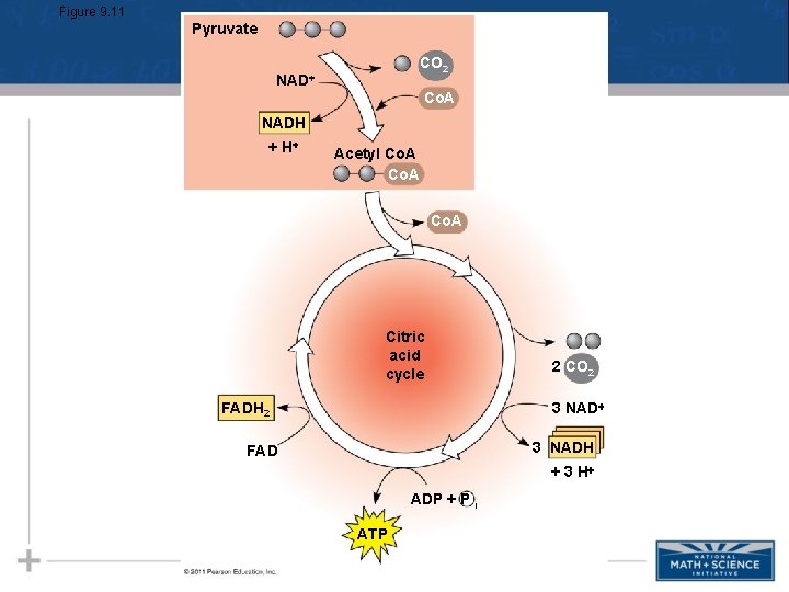 Figure 9. 11 Pyruvate CO 2 NAD Co. A NADH + H Acetyl Co. Figure 9. 11 Pyruvate CO 2 NAD Co. A NADH + H Acetyl Co.