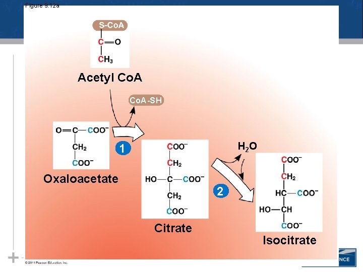 Figure 9. 12 a Acetyl Co. A-SH H 2 O 1 Oxaloacetate 2 Citrate Figure 9. 12 a Acetyl Co. A-SH H 2 O 1 Oxaloacetate 2 Citrate