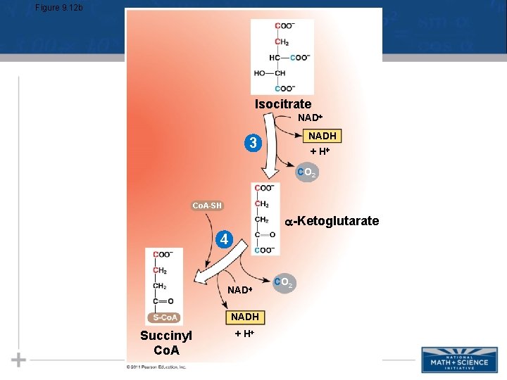 Figure 9. 12 b Isocitrate NADH 3 + H CO 2 Co. A-SH -Ketoglutarate Figure 9. 12 b Isocitrate NADH 3 + H CO 2 Co. A-SH -Ketoglutarate