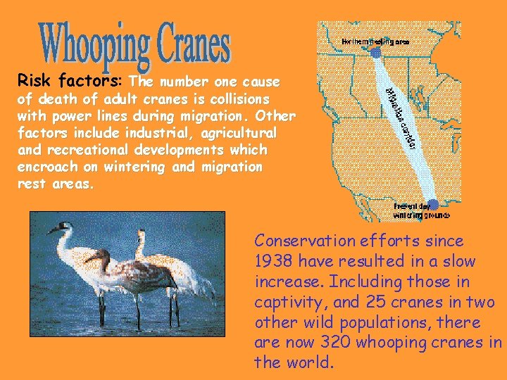 Risk factors: The number one cause of death of adult cranes is collisions with