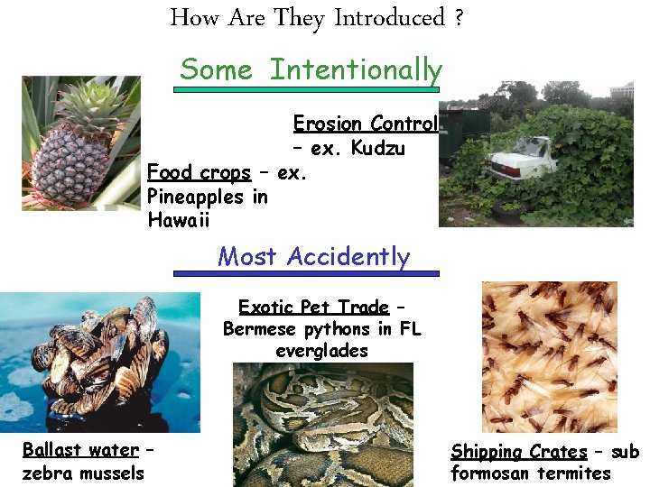 How Are They Introduced ? Some Intentionally Erosion Control – ex. Kudzu Food crops