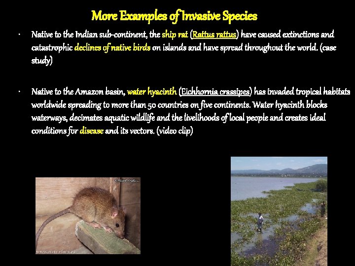 More Examples of Invasive Species • Native to the Indian sub-continent, the ship rat