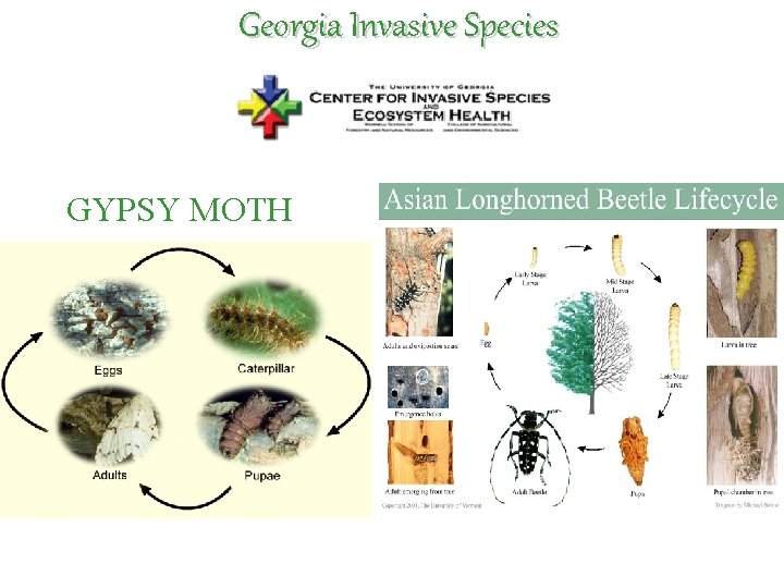 Georgia Invasive Species GYPSY MOTH 