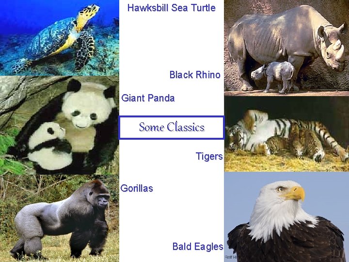 Hawksbill Sea Turtle Black Rhino Giant Panda Some Classics Tigers Gorillas Bald Eagles 