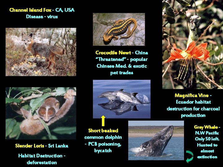 Channel Island Fox - CA, USA Disease - virus Crocodile Newt - China “Threatened”